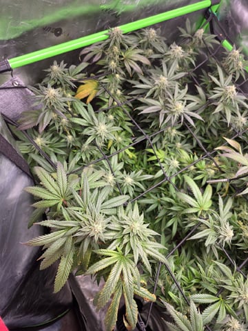 Photo's — flower, day 35