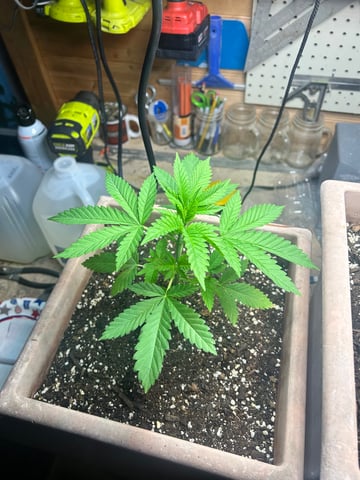 White Widow Twins — vegetative, day 30