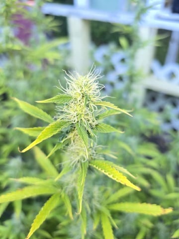 Autos AGAIN — flower, day 79