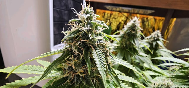 skywalker haze — grow_setup, day 78