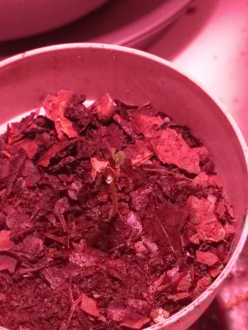 First grow — seedling_rooting, day 1