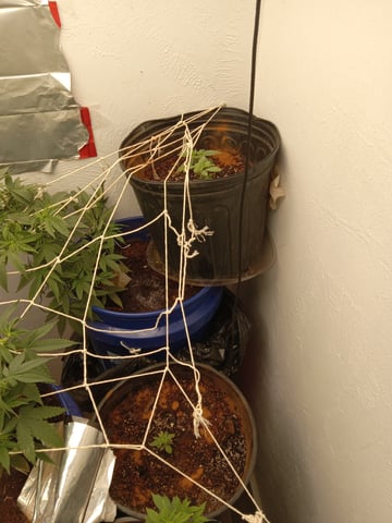 closet grow for veg with a.c infinity air intake fan .With no carbon filter just suction,and spider farmer sf 7000.Then a spider farmer sf tent 4×4×6.5with a G1500 l.e.d from spiderfarmer and spider farmer 6inch clip oscalating fan. — flower, day 33