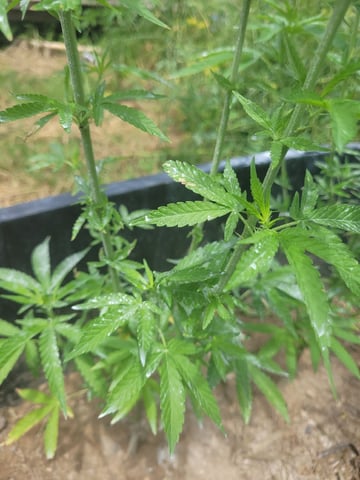 1st Gas — flower, day 57