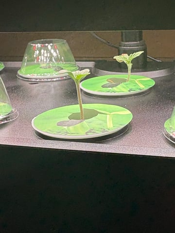 Rc Exotics — seedling_rooting, day 8