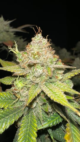 Clones GodFather OG Clones — harvest, day 126