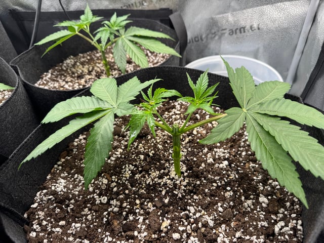 Garden of Weed’n 3.0 — vegetative, day 26