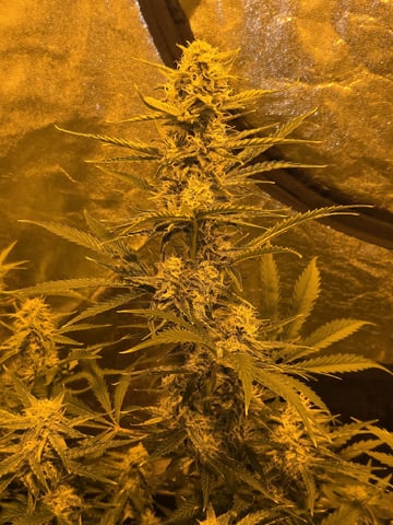 3rd Auto Grow — flower, day 78