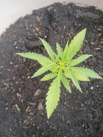 Vegetative  — vegetative, day 29