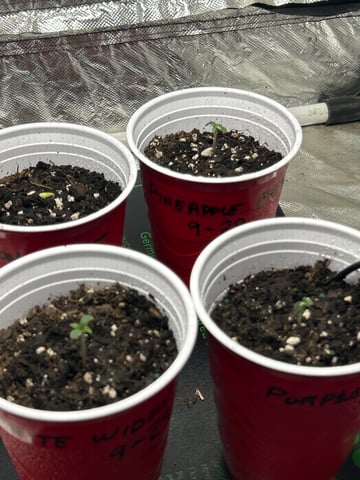 Barney’s Farm /Fast Buds — germination, day 4
