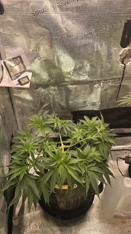 mc nuggets r1 — flower, day 44