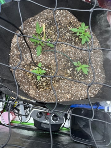 indoor trellis tie down  — vegetative, day 35