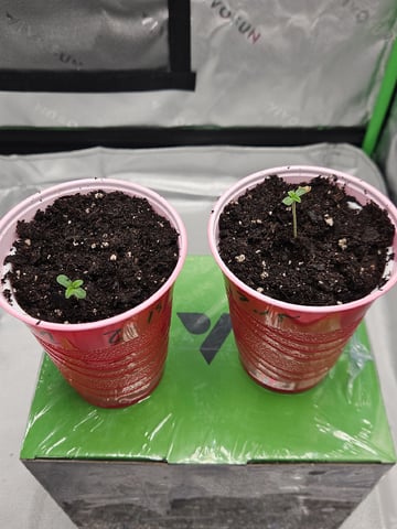 Bruce Banner #4  — germination, day 8