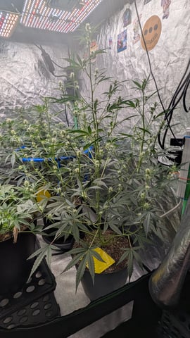 Mixed Grow — grow_setup, day 51