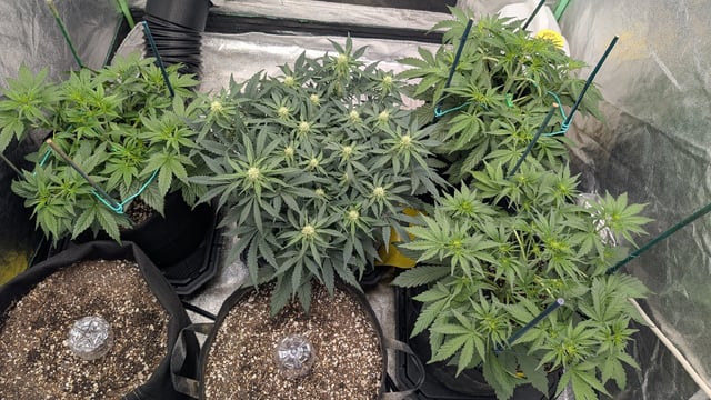 Perpetual Autoflower Mixed Grow #3 — vegetative, day 34