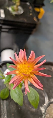 See what grows — vegetative, day 231