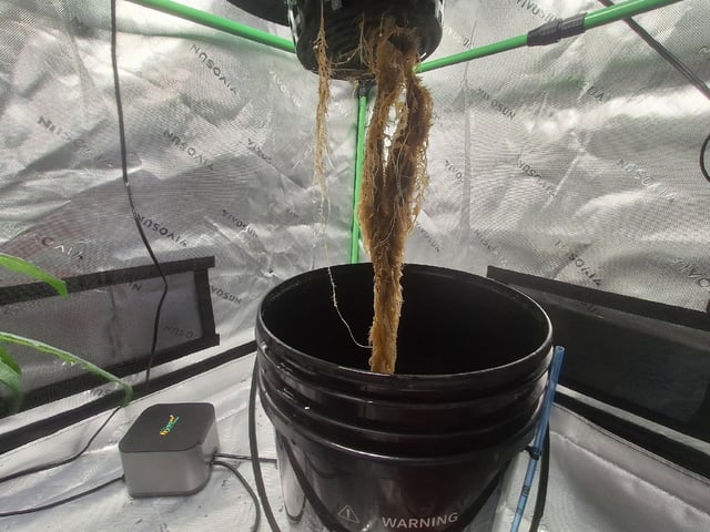 BABY SISTER — vegetative, day 45