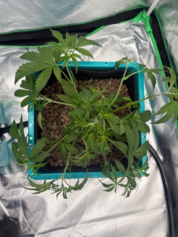  Hydro  1st run — vegetative, day 14