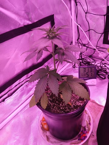 CountryG  — seedling_rooting, day 35