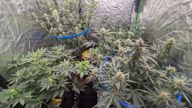 Mixed Grow — grow_setup, day 60