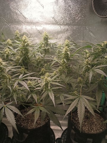 Auto Flower Wedding Glue — flower, day 28
