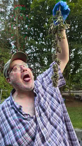 Here We Grow... — harvest, day 140