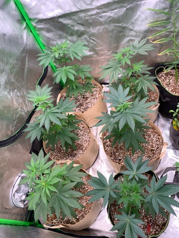 Papaya Frosting  — vegetative, day 44