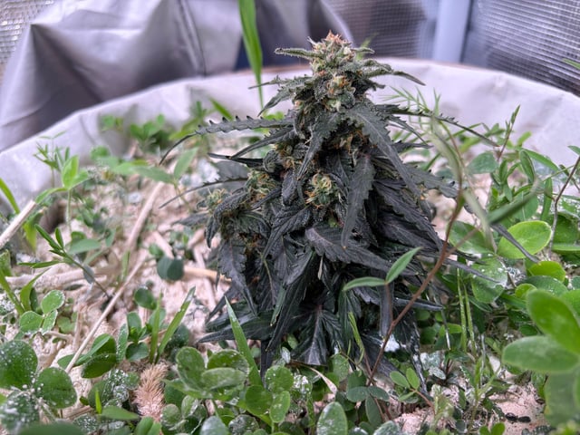 510 First Run! — flower, day 65