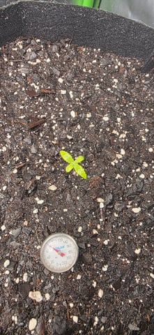 Mixed up Atlas Reserve — seedling_rooting, day 14
