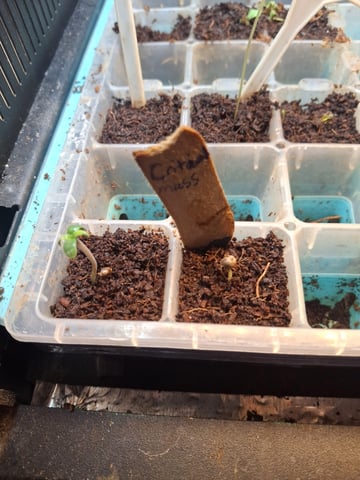 critical Mass  — seedling_rooting, day 7