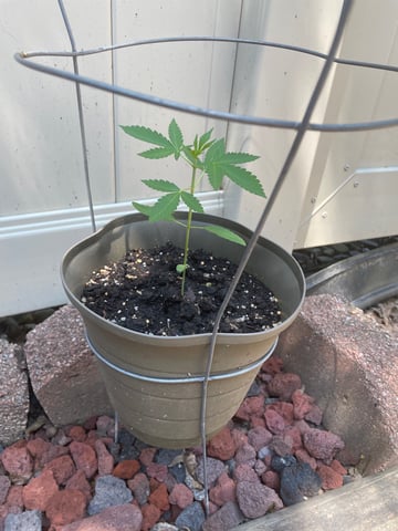 Acapulco Gold — vegetative, day 14