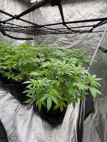 1st Ever Grow (GodFather OG) (Coco) — flower, day 89