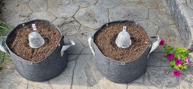 Let's just leave these right here! — germination, day 1