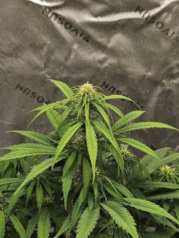 Gorilla Z auto — flower, day 64