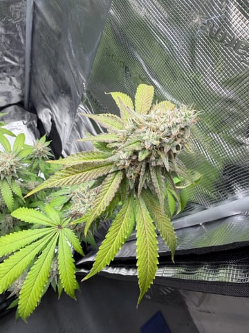  Trying to go big — flower, day 129