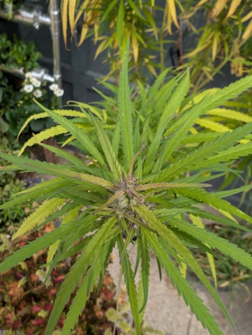 outdoor — flower, day 153