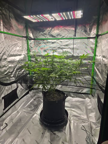 First grow — flower, day 65