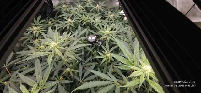 Found my Females... Game On! — flower, day 152