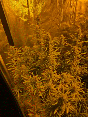 2nd Autoflower Indoor Grow — flower, day 84