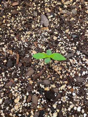 Banana Kush Auto Seed Supreme — seedling_rooting, day 9