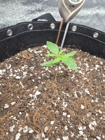 I'll get it right — seedling_rooting, day 17