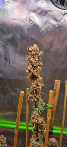 Here We Grow... — flower, day 121