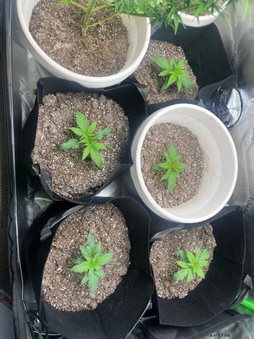 Blue Dream Photos — seedling_rooting, day 7