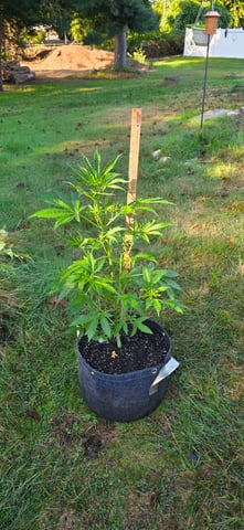 Let's just leave these right here! — vegetative, day 50