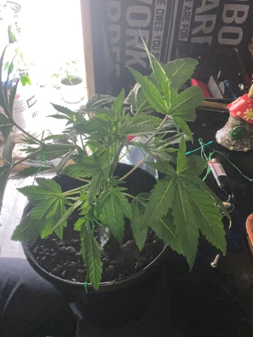 white 🕷️  — vegetative, day 34