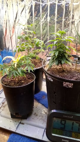 Jack hearer/Jack the ripper? — vegetative, day 76