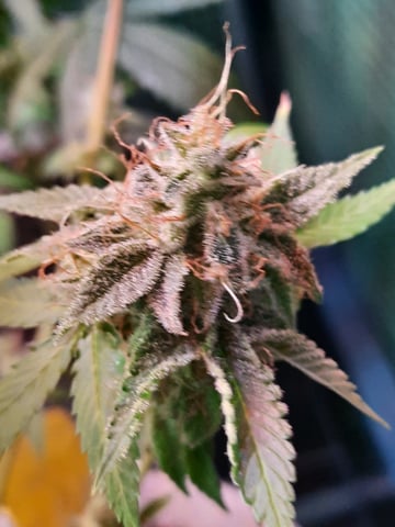 missing pieces — flower, day 122