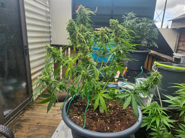 Cheshablue  — flower, day 33