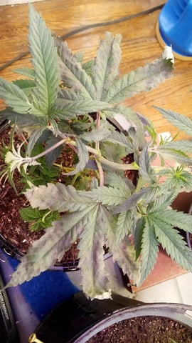 Jack hearer/Jack the ripper? — vegetative, day 66