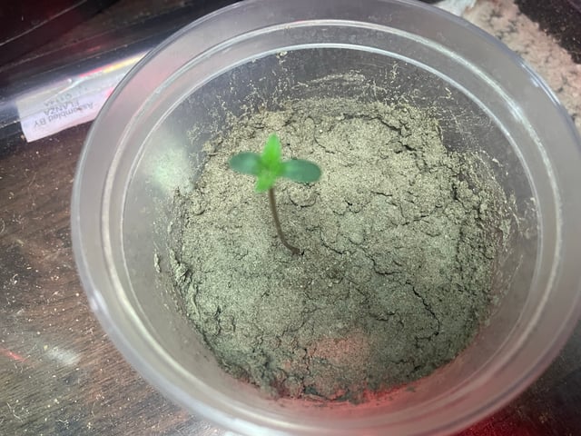 P — seedling_rooting, day 4