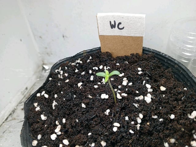 Outdoor Green House — seedling_rooting, day 1